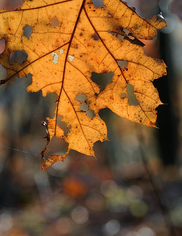 Blatt Herbst D33_1127 Kopie.jpg   26.04.jpg